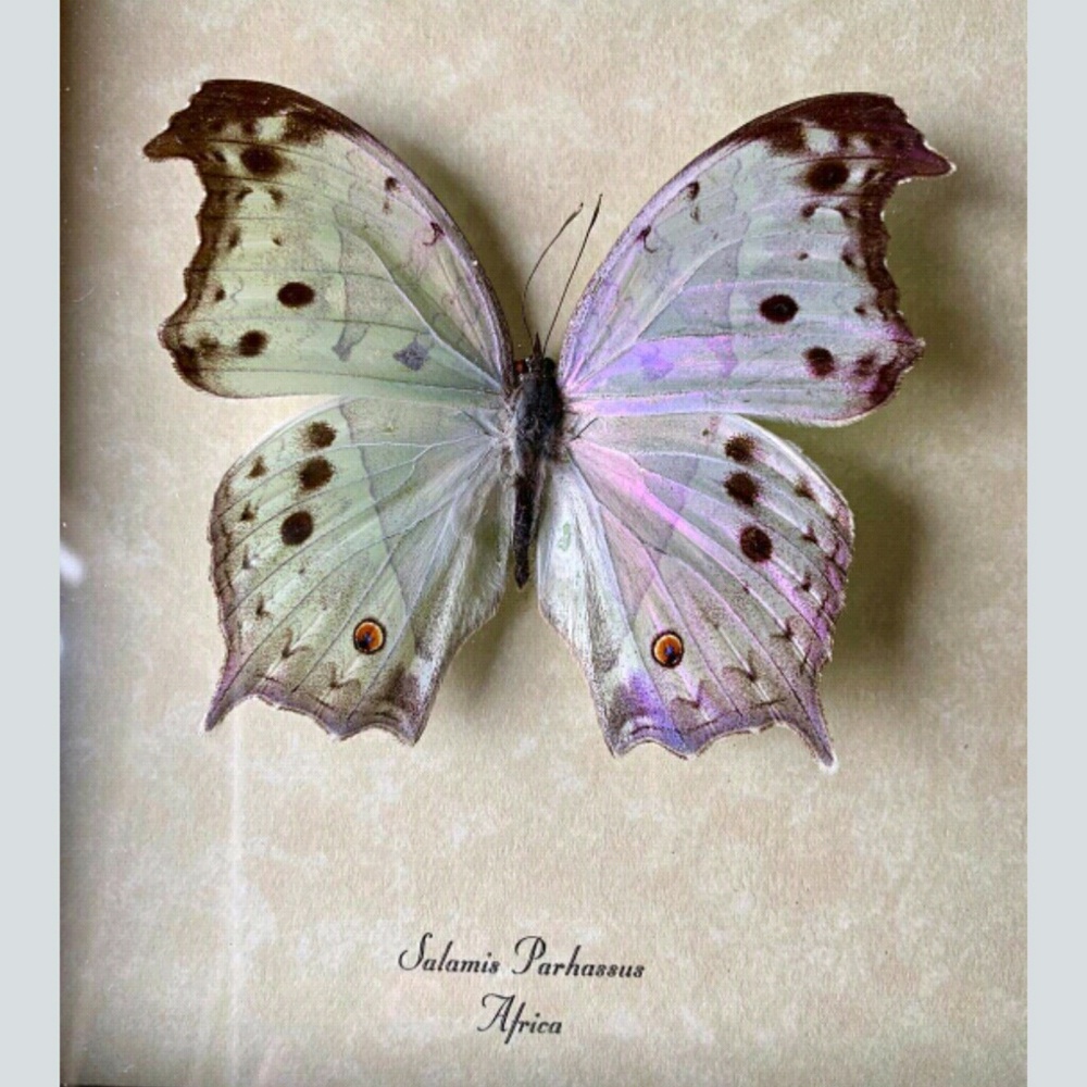 Meet your Posher, Kelly